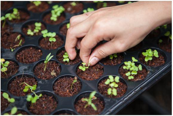 Urban Agriculture in Industrial Circular Economies image