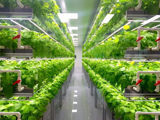 Urban Agriculture image