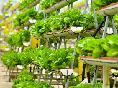 Support for International Farms image