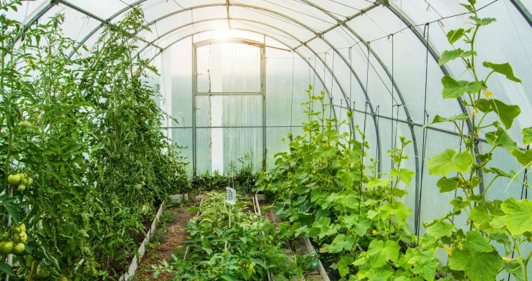 Transparent solar panels to improve harvest yield. image
